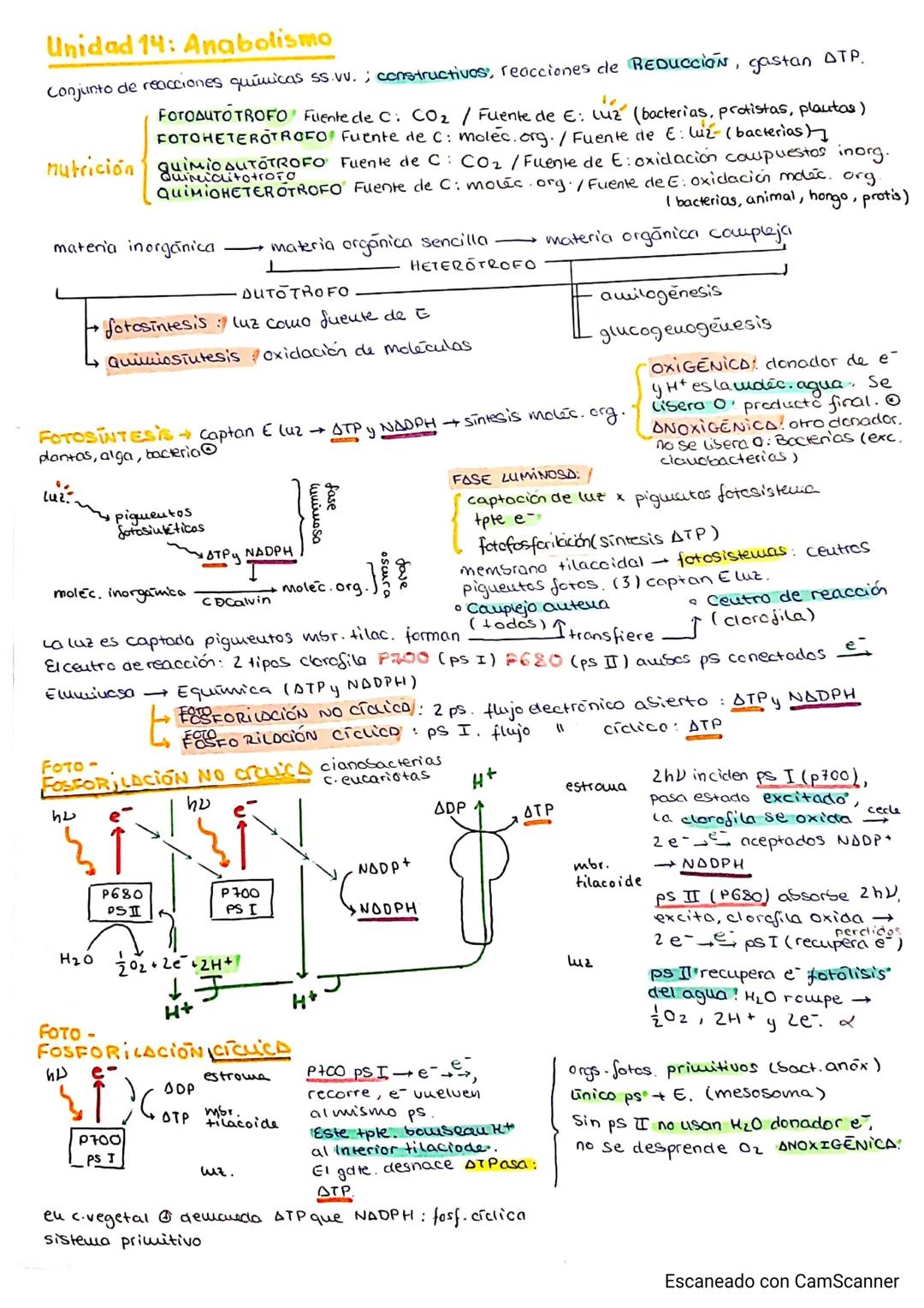 Unidad 14: Anabolismo
Conjunto de reacciones químicas ss.vv.; constructivos, reacciones de Reducción, gastan ATP.
FOTOAUTOTROFO Fulente de C