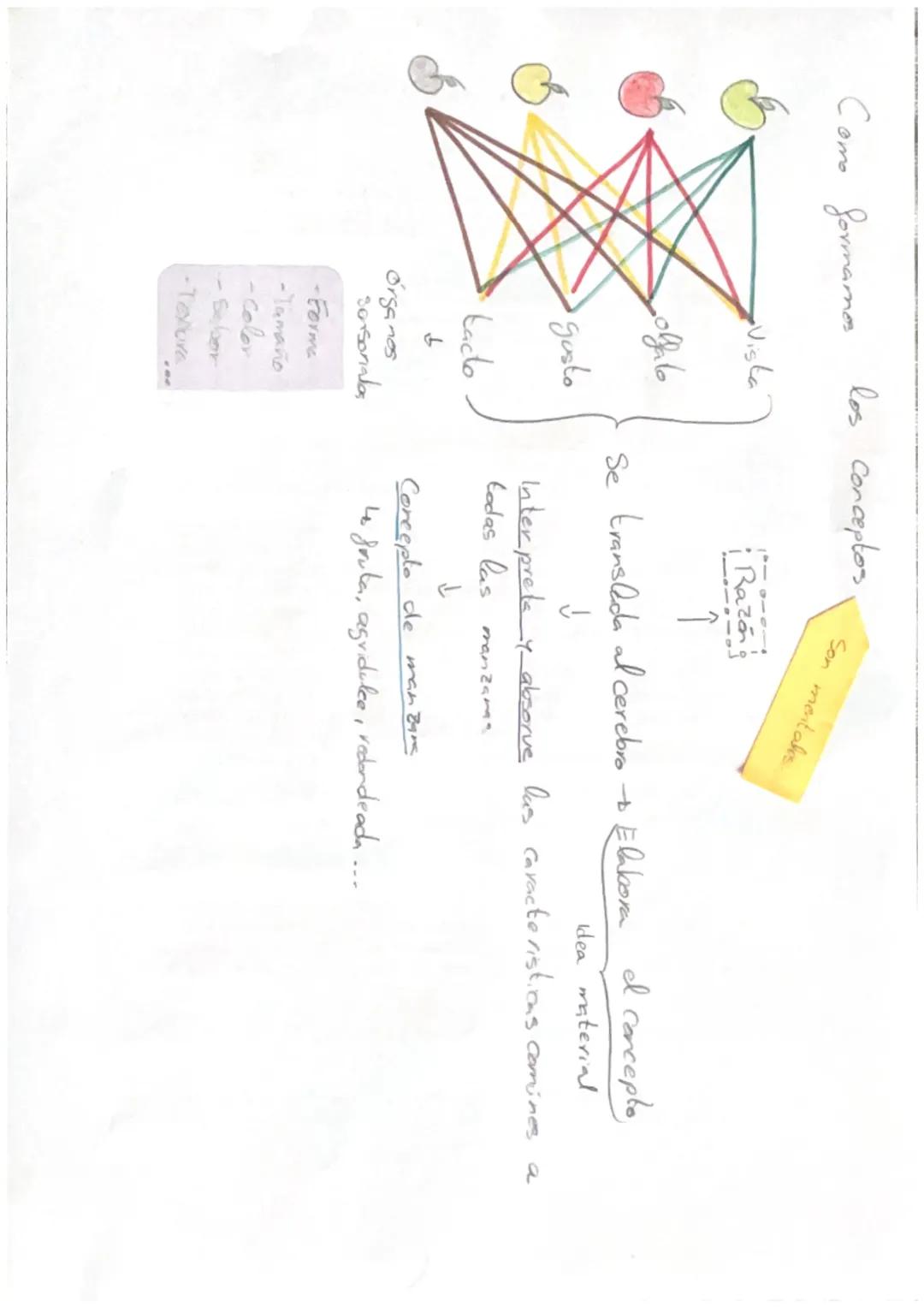 TEMA 2
Un sujeto es la persona que realiza la acción de conocer, condicionada por
sus capacidades y sus circunstancias. Explica el aspecto s