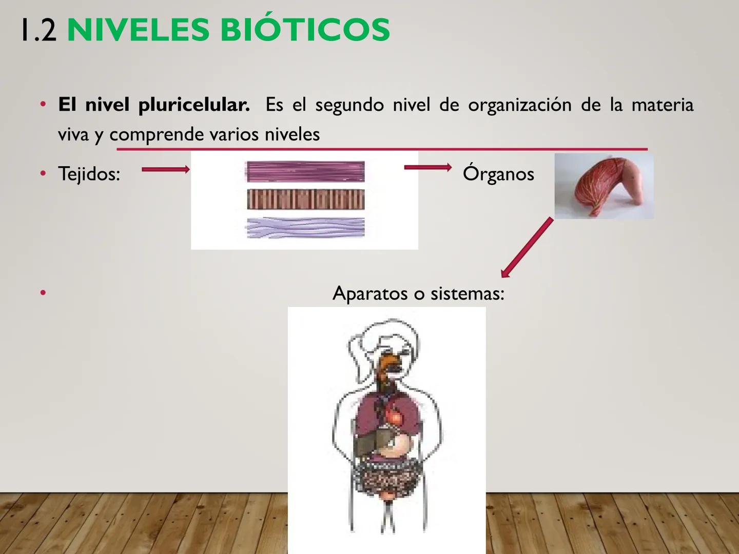 UNIDAD N° I. LAS CÉLULASY SUS
COMPONENTES. I.I. ORGANIZACIÓN DE LA MATERIA VIVA
Los niveles de organización de la materia constituyen unidad
