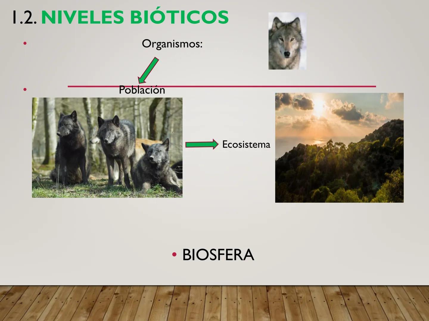 UNIDAD N° I. LAS CÉLULASY SUS
COMPONENTES. I.I. ORGANIZACIÓN DE LA MATERIA VIVA
Los niveles de organización de la materia constituyen unidad