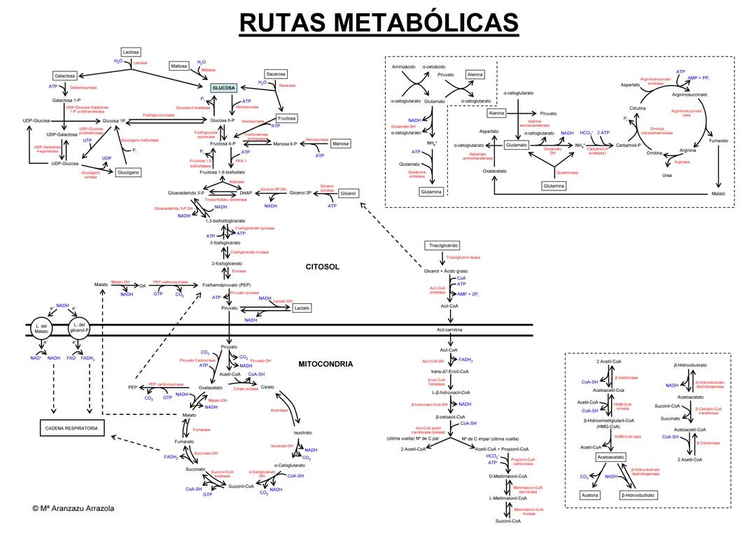 Rutas metabólicas