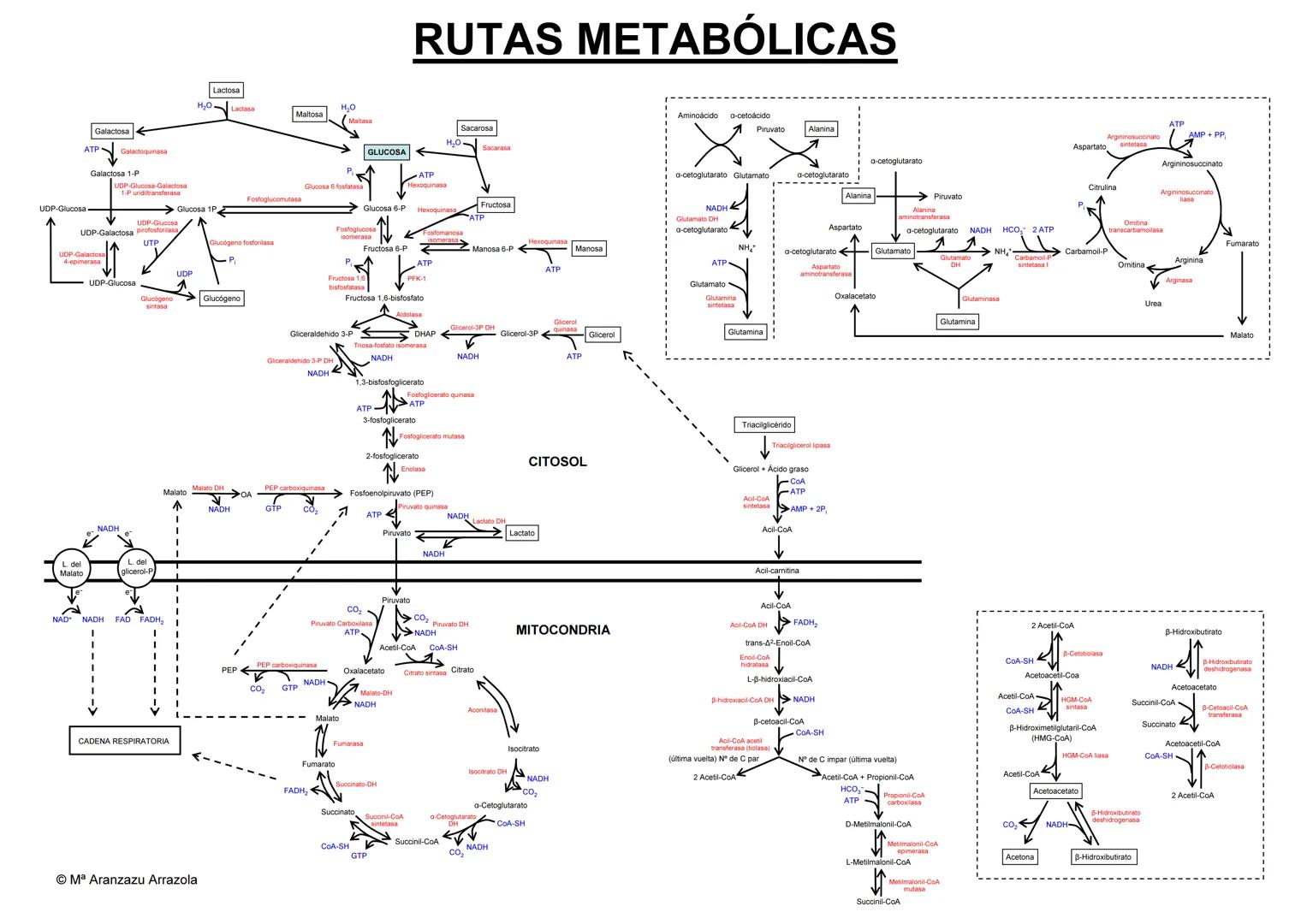 # RUTAS METABÓLICAS
Lactosa
H₂O Lactasa
Maltosa
H₂O
Maltasa
Galactosa
ATP
Galactoquinasa
Galactosa 1-P
UDP-Glucosa-Galactosa
uridil