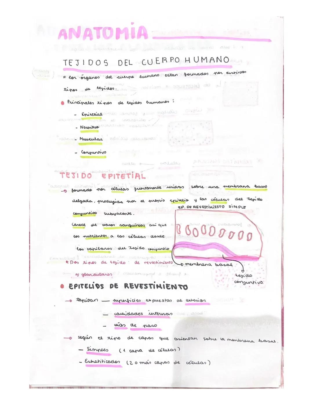 ANATOMIA
TEJIDOS DEL CUERPO HUMANOS
x lor organos del cuerpo
ti pos
tejidos.
على
• Principales ripos
Enitetialang
Newieso a
- Muscular
-
Con