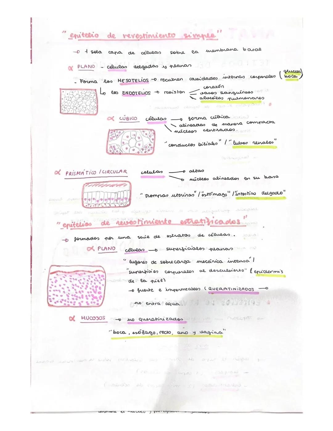 ANATOMIA
TEJIDOS DEL CUERPO HUMANOS
x lor organos del cuerpo
ti pos
tejidos.
على
• Principales ripos
Enitetialang
Newieso a
- Muscular
-
Con