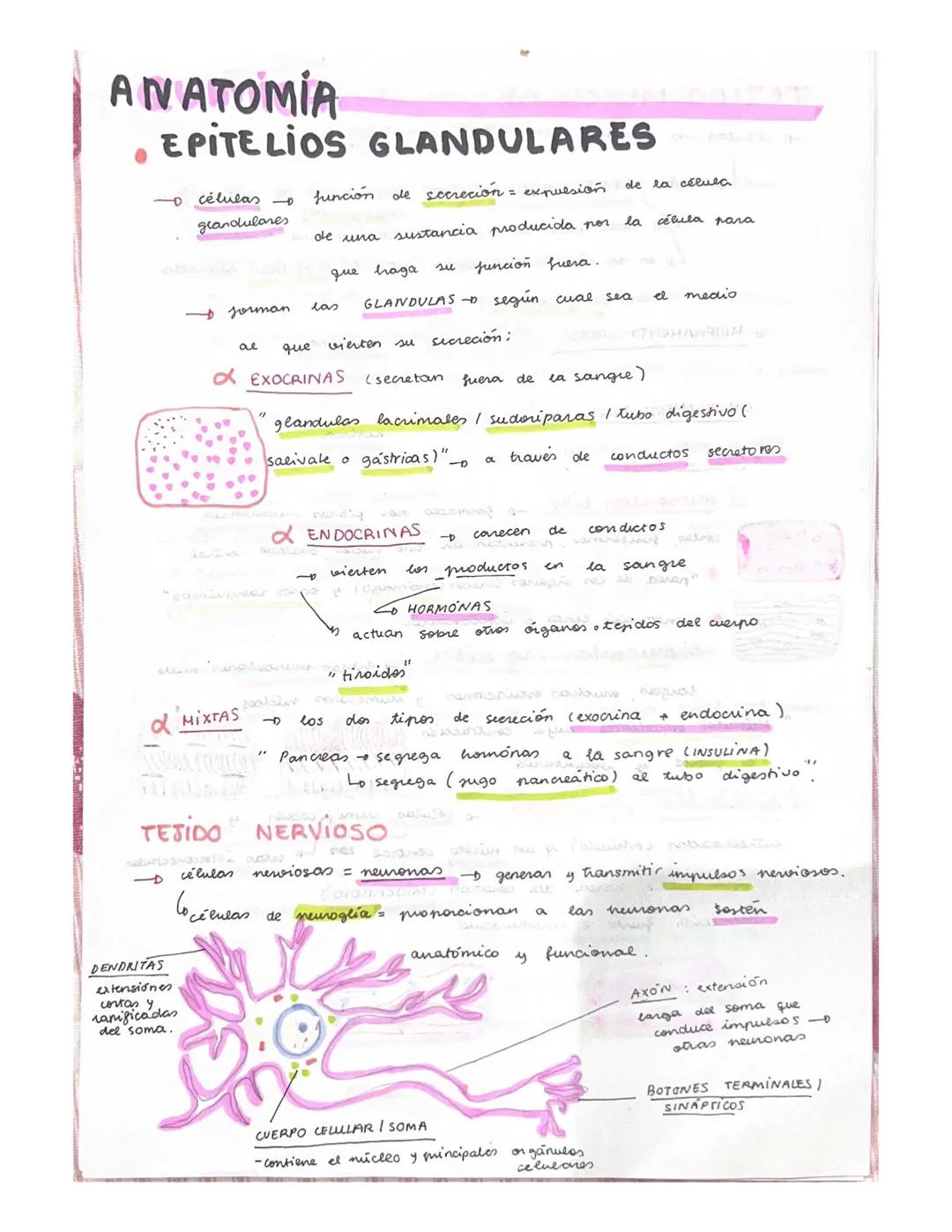 ANATOMIA
TEJIDOS DEL CUERPO HUMANOS
x lor organos del cuerpo
ti pos
tejidos.
على
• Principales ripos
Enitetialang
Newieso a
- Muscular
-
Con