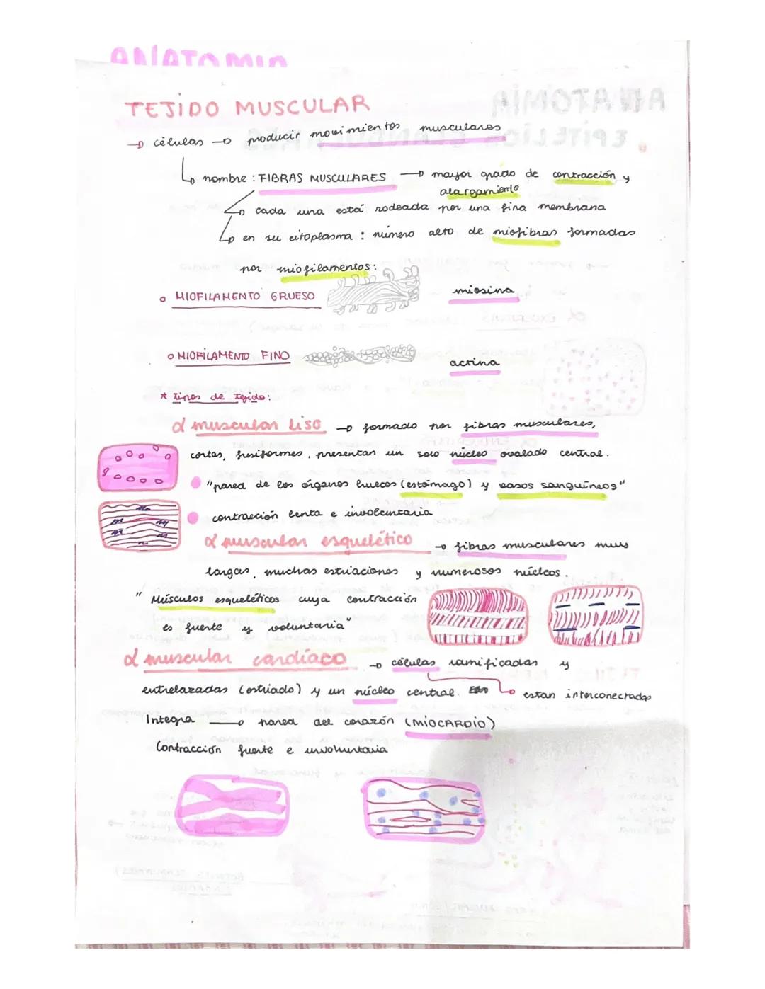 ANATOMIA
TEJIDOS DEL CUERPO HUMANOS
x lor organos del cuerpo
ti pos
tejidos.
على
• Principales ripos
Enitetialang
Newieso a
- Muscular
-
Con