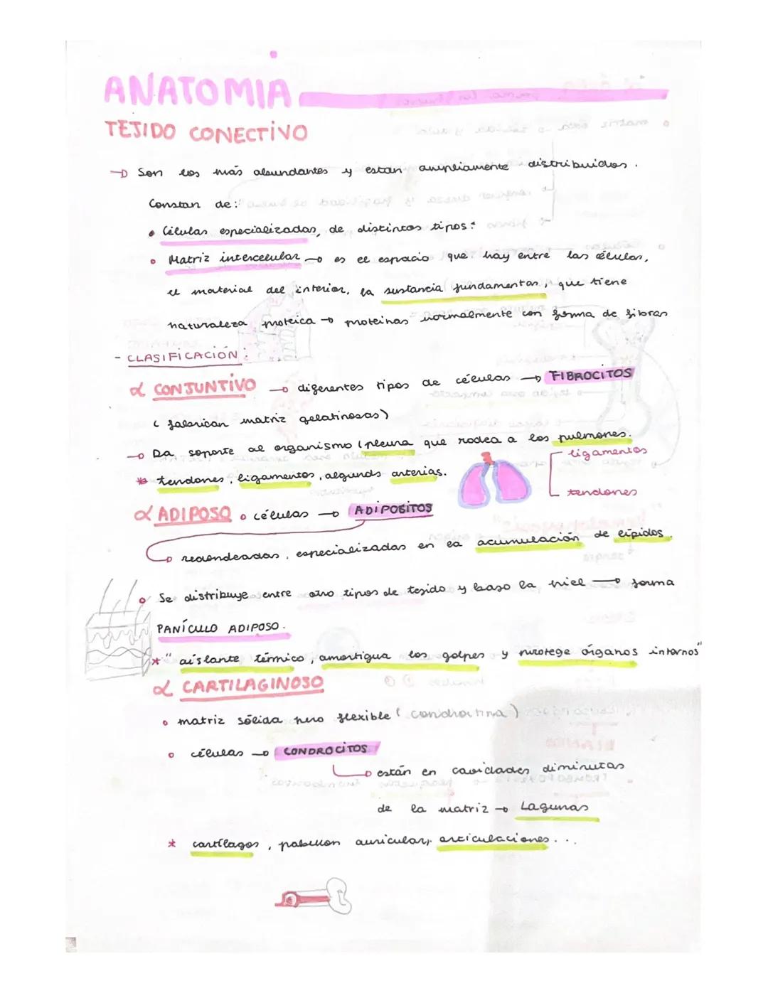 ANATOMIA
TEJIDOS DEL CUERPO HUMANOS
x lor organos del cuerpo
ti pos
tejidos.
على
• Principales ripos
Enitetialang
Newieso a
- Muscular
-
Con