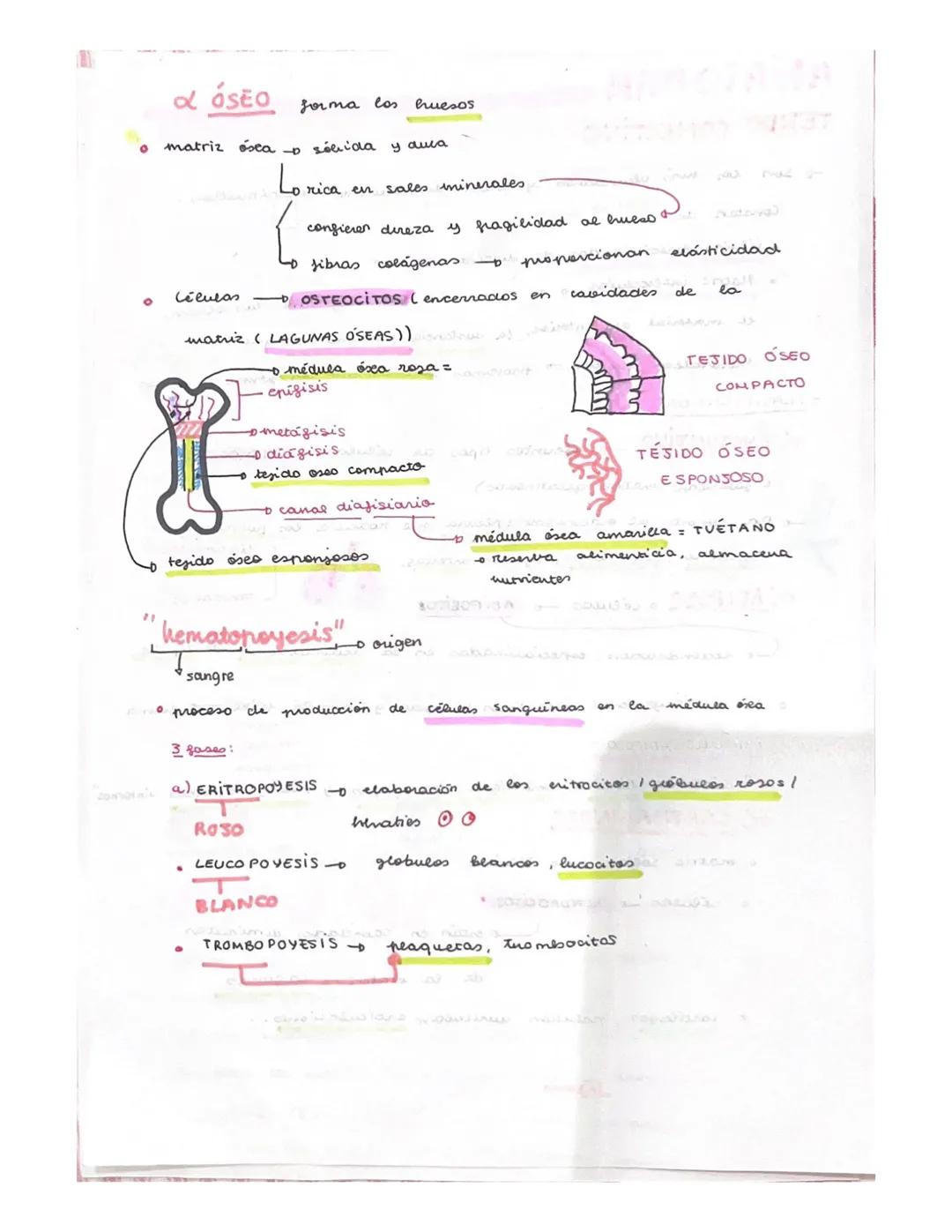 ANATOMIA
TEJIDOS DEL CUERPO HUMANOS
x lor organos del cuerpo
ti pos
tejidos.
على
• Principales ripos
Enitetialang
Newieso a
- Muscular
-
Con