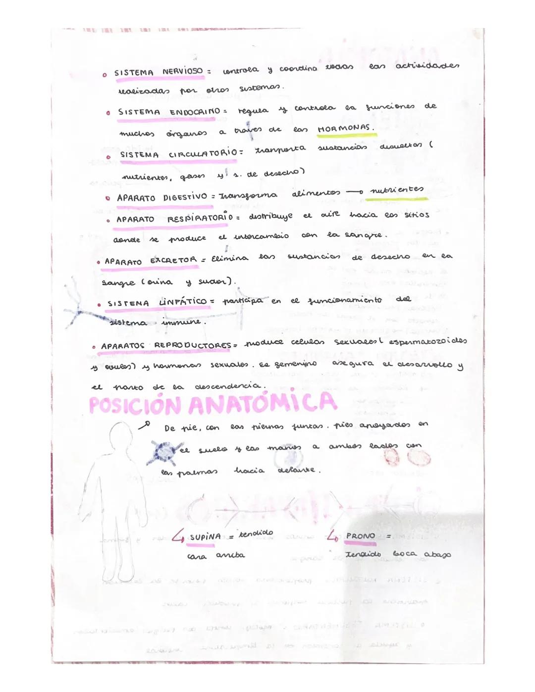 ANATOMIA
TEJIDOS DEL CUERPO HUMANOS
x lor organos del cuerpo
ti pos
tejidos.
على
• Principales ripos
Enitetialang
Newieso a
- Muscular
-
Con