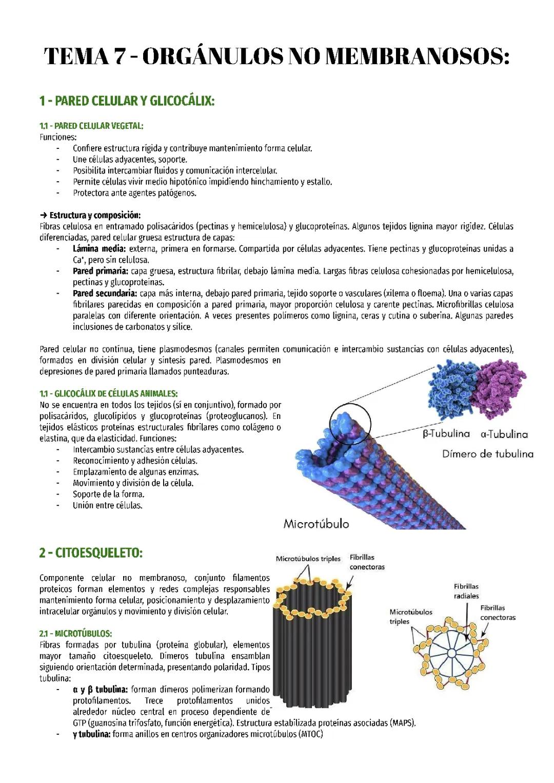 Tema 7 Biología