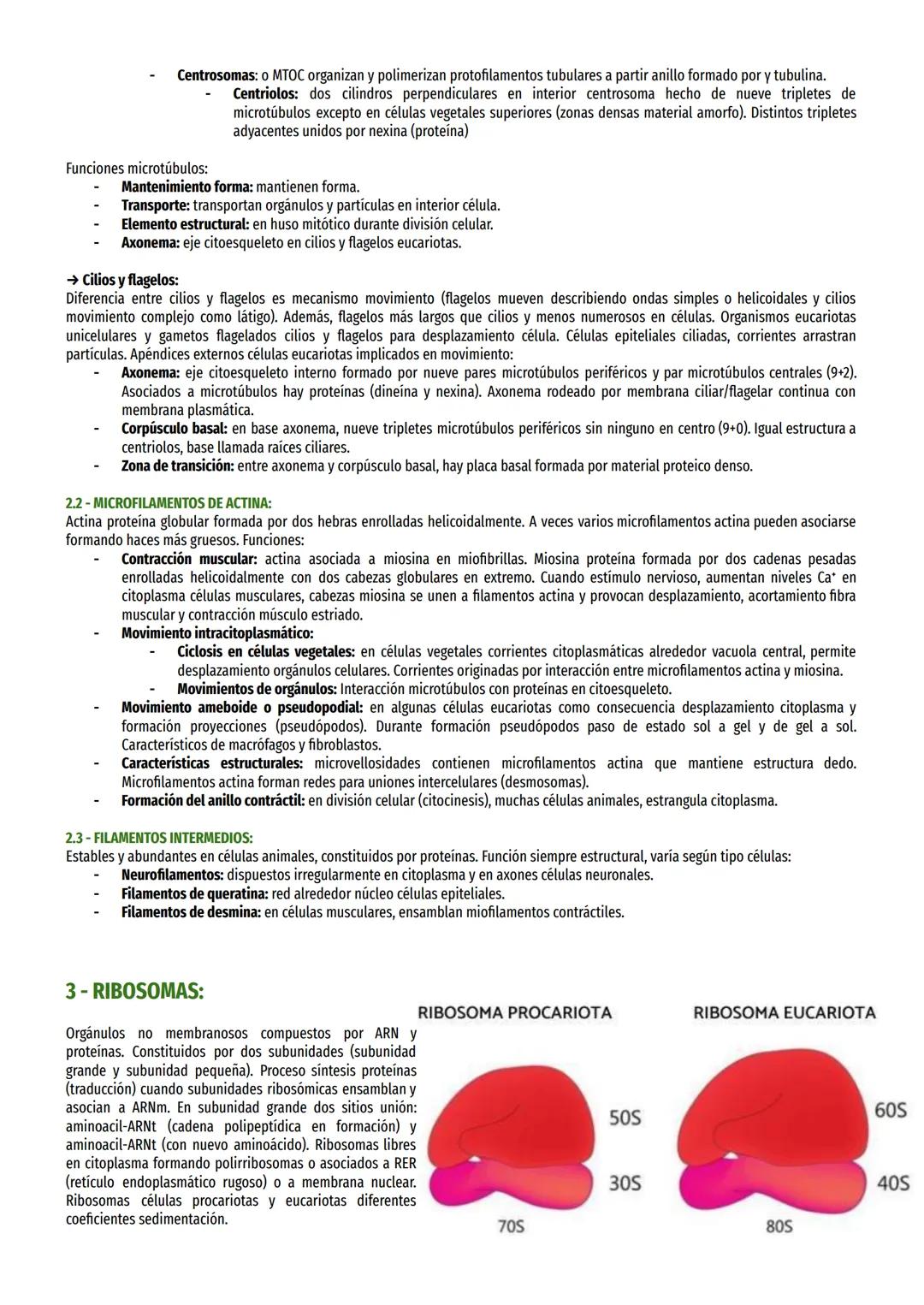 TEMA 7-ORGÁNULOS NO MEMBRANOSOS:
1- PARED CELULAR Y GLICOCÁLIX:
1.1 -PARED CELULAR VEGETAL:
Funciones:
Confiere estructura rígida y contribu