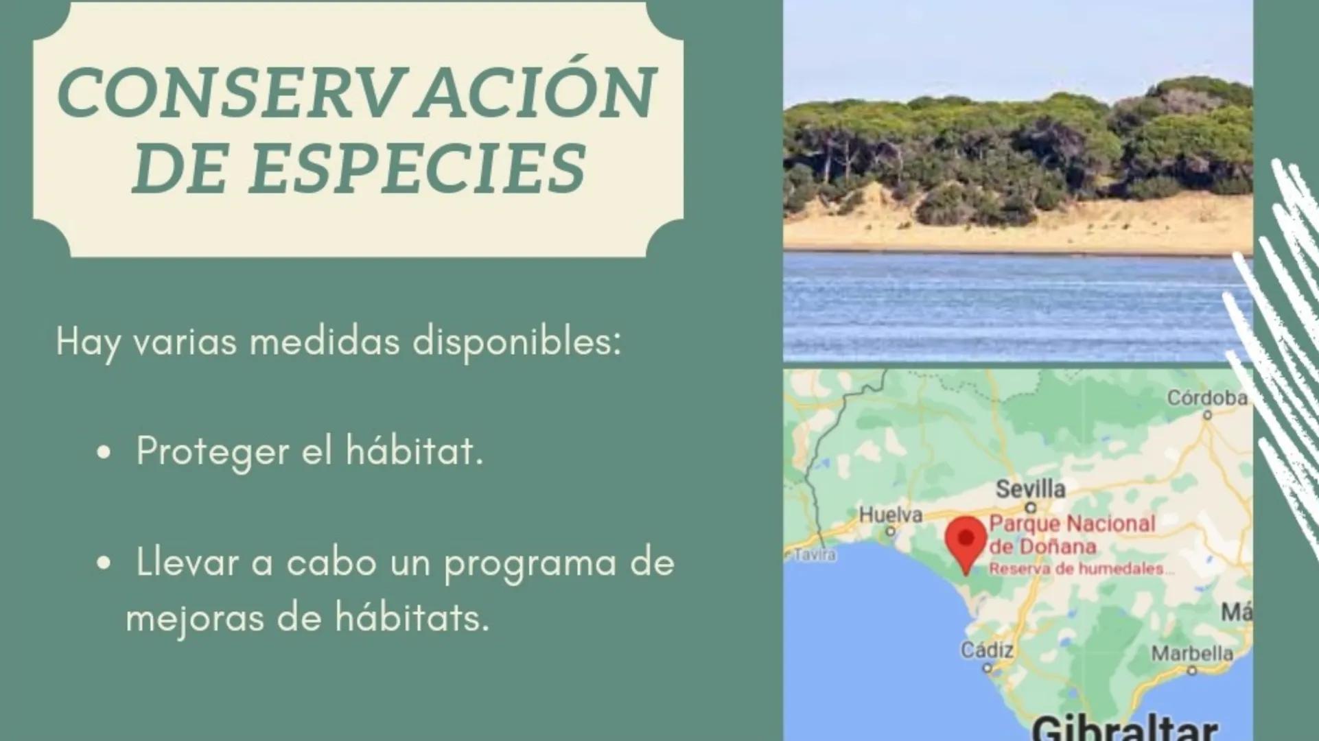 S
ANIMALES
EN
PELIGRO
DE
EXTINCIÓN
Sara Avilés Jiménez
1ºQ ÍNDICE
¿Qué es una especie en
peligro de extinción?
Causas
Conservación de especi