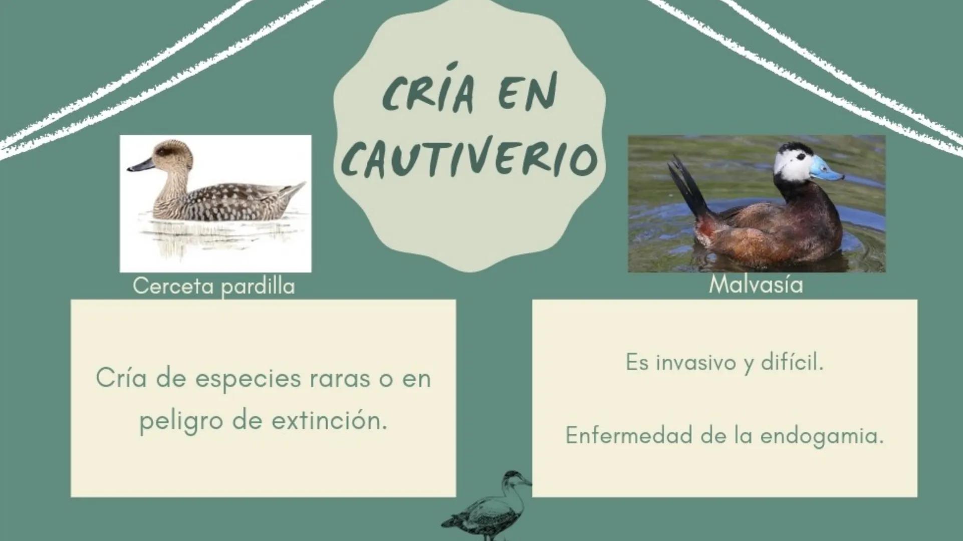 S
ANIMALES
EN
PELIGRO
DE
EXTINCIÓN
Sara Avilés Jiménez
1ºQ ÍNDICE
¿Qué es una especie en
peligro de extinción?
Causas
Conservación de especi