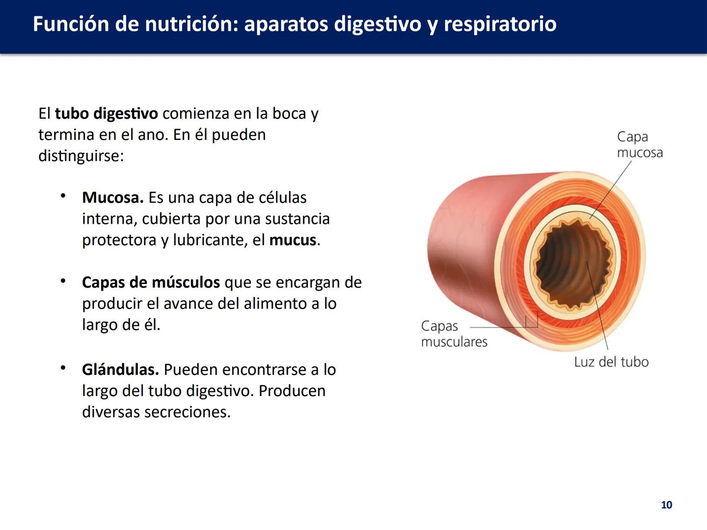 # FUNCIÓN DE
# NUTRICIÓN: APARATOS
# DIGESTIVO Y
# RESPIRATORIO
Biología y Geología
DOMI MINA # Función de nutrición: aparatos digestivo y