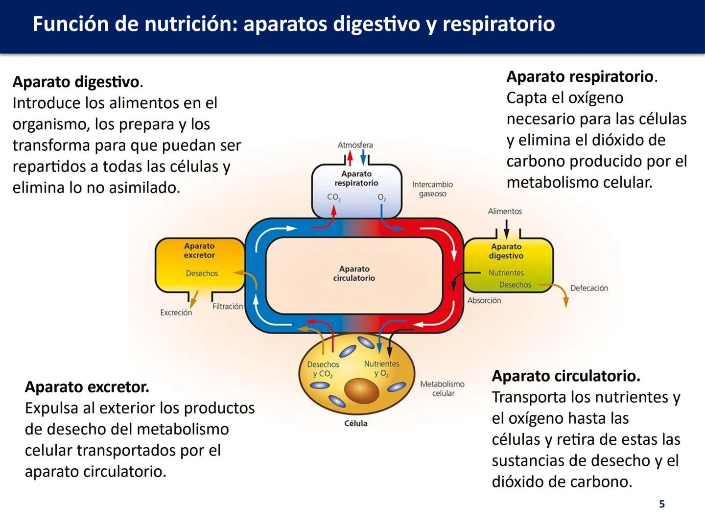 # FUNCIÓN DE
# NUTRICIÓN: APARATOS
# DIGESTIVO Y
# RESPIRATORIO
Biología y Geología
DOMI MINA # Función de nutrición: aparatos digestivo y