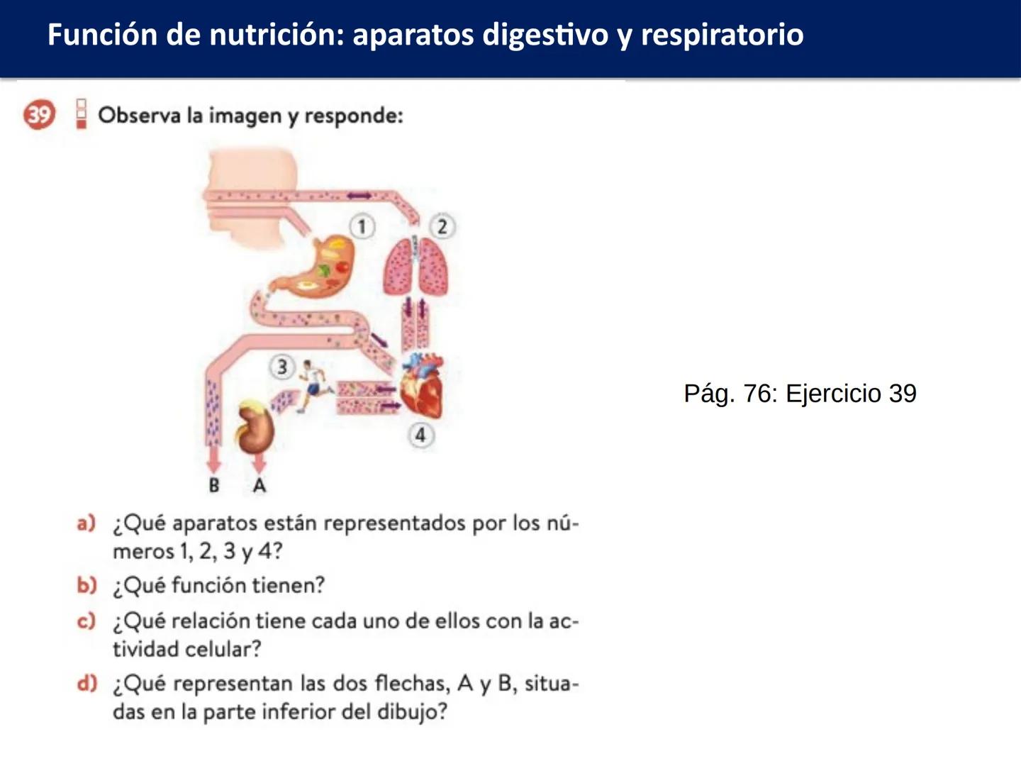 # FUNCIÓN DE
# NUTRICIÓN: APARATOS
# DIGESTIVO Y
# RESPIRATORIO
Biología y Geología
DOMI MINA # Función de nutrición: aparatos digestivo y