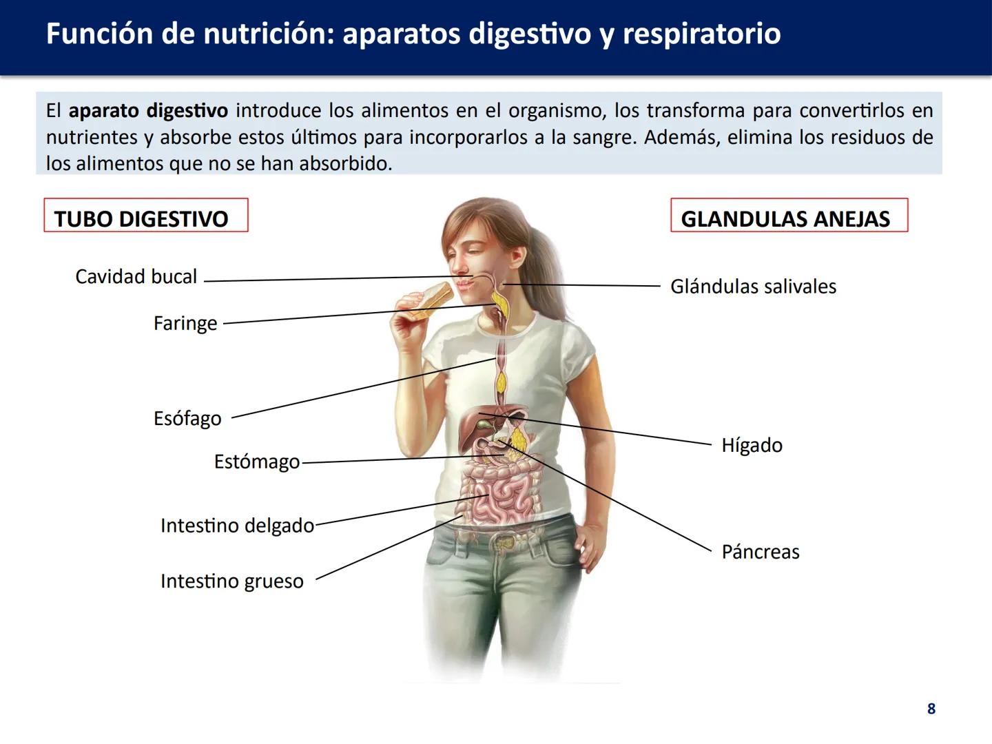 # FUNCIÓN DE
# NUTRICIÓN: APARATOS
# DIGESTIVO Y
# RESPIRATORIO
Biología y Geología
DOMI MINA # Función de nutrición: aparatos digestivo y