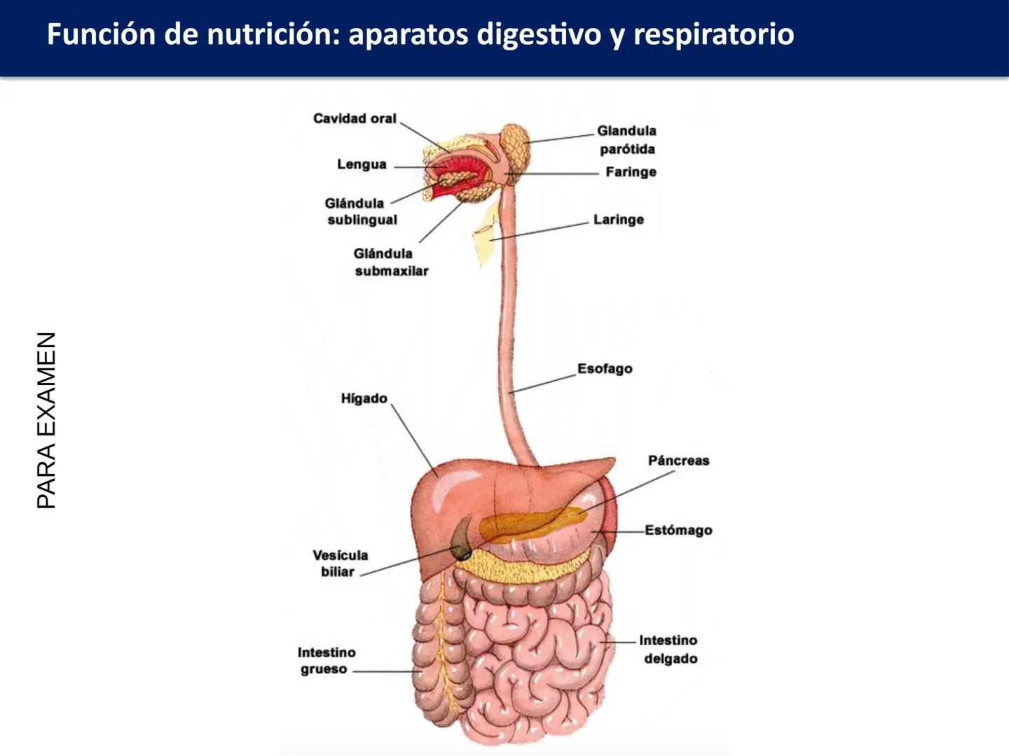 # FUNCIÓN DE
# NUTRICIÓN: APARATOS
# DIGESTIVO Y
# RESPIRATORIO
Biología y Geología
DOMI MINA # Función de nutrición: aparatos digestivo y