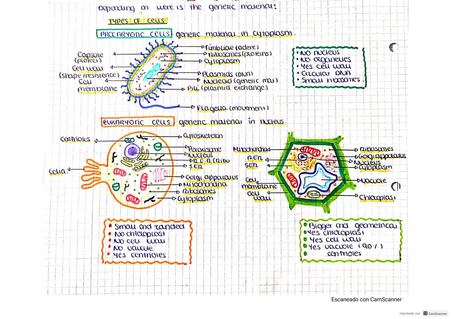 CELLS
CELL THEORY-
• Cells are the STRUCTURAL units of Living things..
• Ceus are the FUNCTIONAL Units of living things
the UNITS of origin