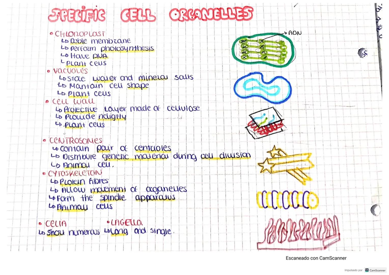 CELLS
CELL THEORY-
• Cells are the STRUCTURAL units of Living things..
• Ceus are the FUNCTIONAL Units of living things
the UNITS of origin