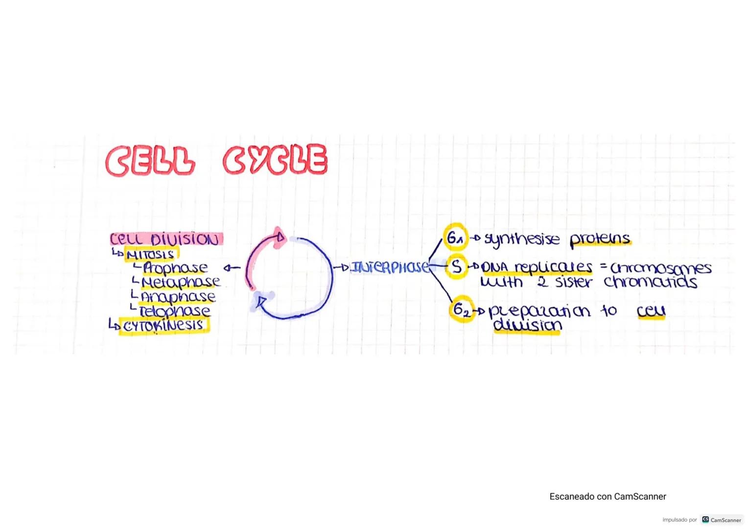 CELLS
CELL THEORY-
• Cells are the STRUCTURAL units of Living things..
• Ceus are the FUNCTIONAL Units of living things
the UNITS of origin