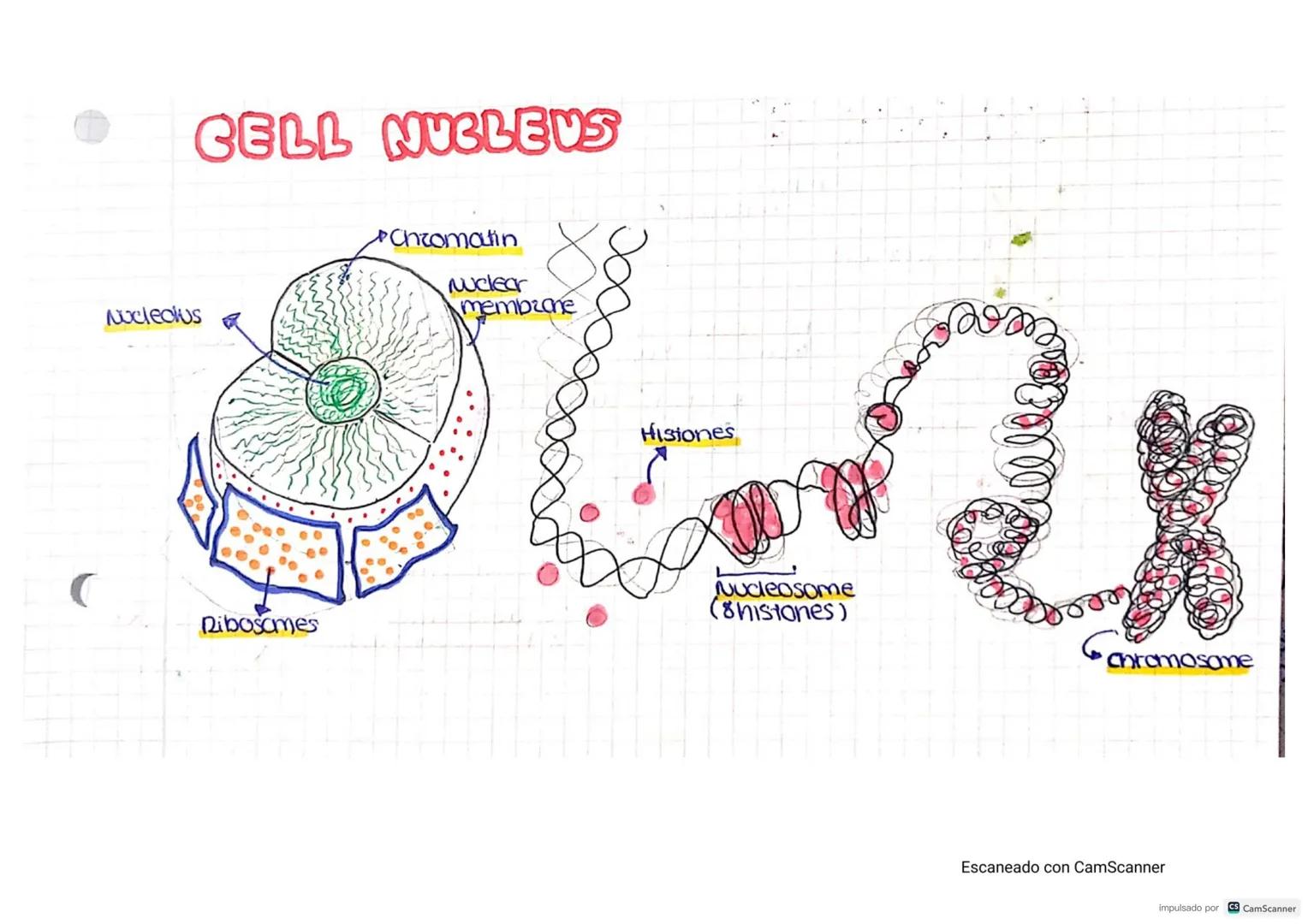 CELLS
CELL THEORY-
• Cells are the STRUCTURAL units of Living things..
• Ceus are the FUNCTIONAL Units of living things
the UNITS of origin