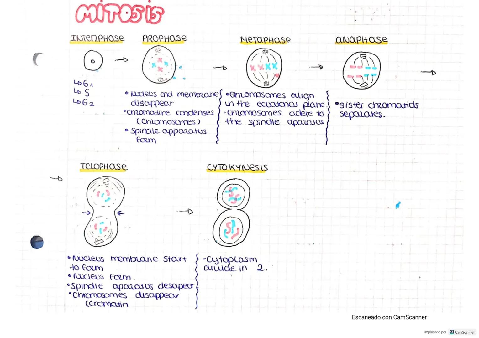 CELLS
CELL THEORY-
• Cells are the STRUCTURAL units of Living things..
• Ceus are the FUNCTIONAL Units of living things
the UNITS of origin