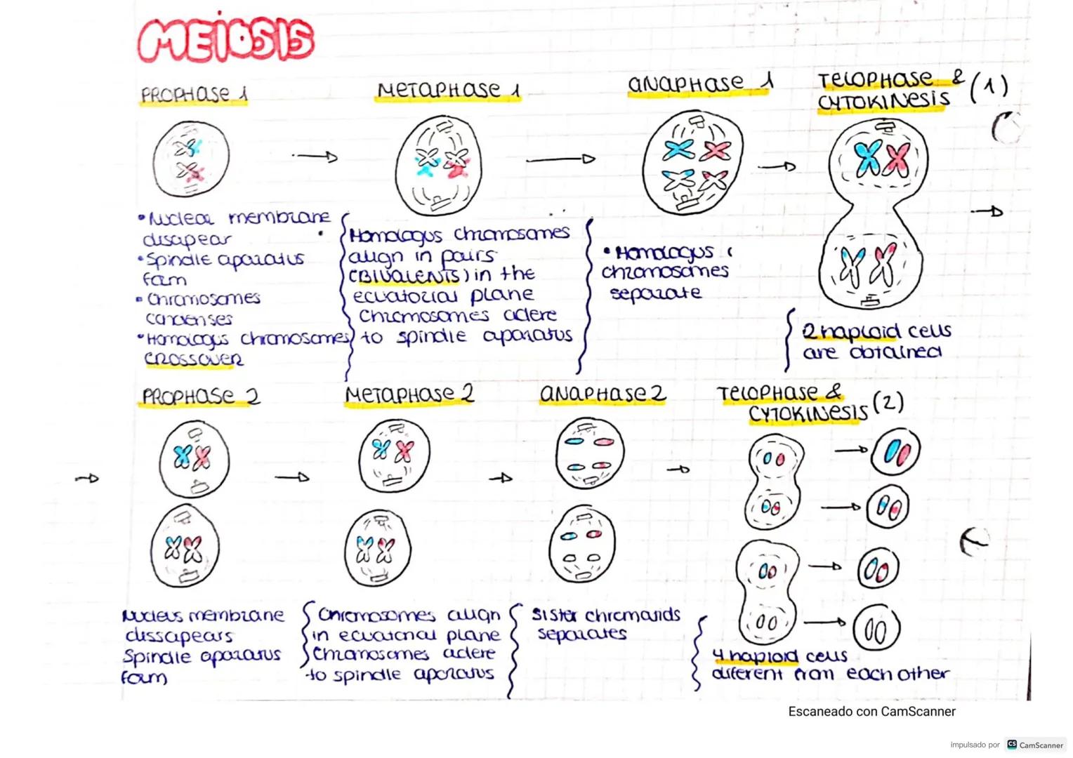 CELLS
CELL THEORY-
• Cells are the STRUCTURAL units of Living things..
• Ceus are the FUNCTIONAL Units of living things
the UNITS of origin