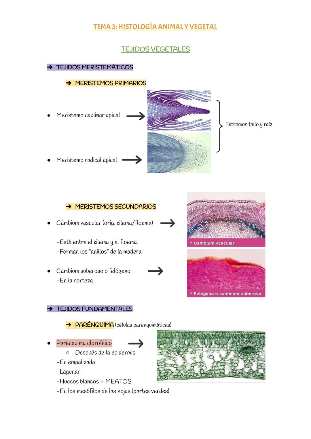 TEMA 3: HISTOLOGÍA ANIMAL Y VEGETAL
TEJIDOS VEGETALES
→ TEJIDOS MERISTEMÁTICOS
→ MERISTEMOS PRIMARIOS
• Meristemo caulinar apical
• Mer