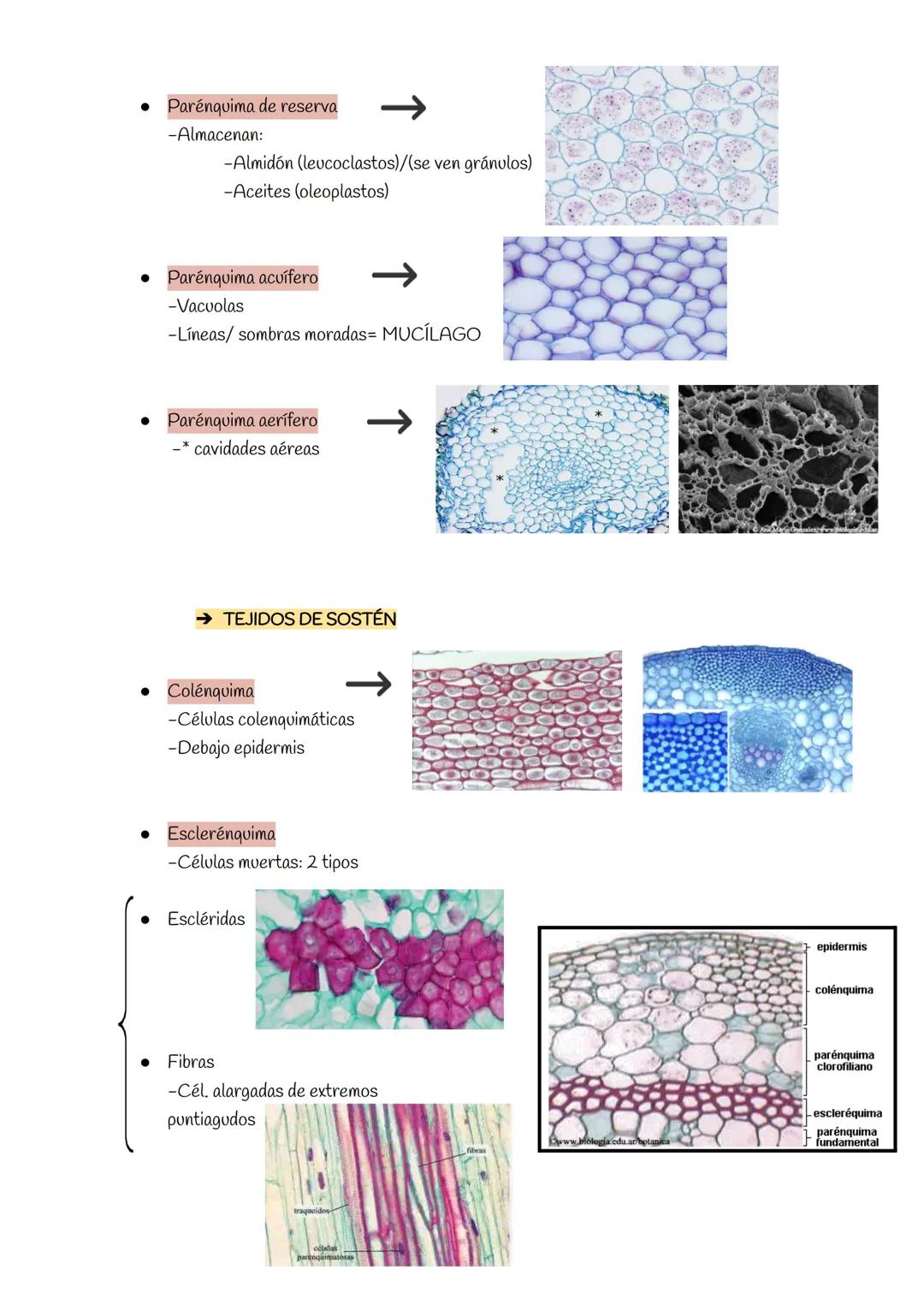 TEMA 3: HISTOLOGÍA ANIMAL Y VEGETAL
TEJIDOS VEGETALES
→ TEJIDOS MERISTEMÁTICOS
→ MERISTEMOS PRIMARIOS
• Meristemo caulinar apical
• Mer