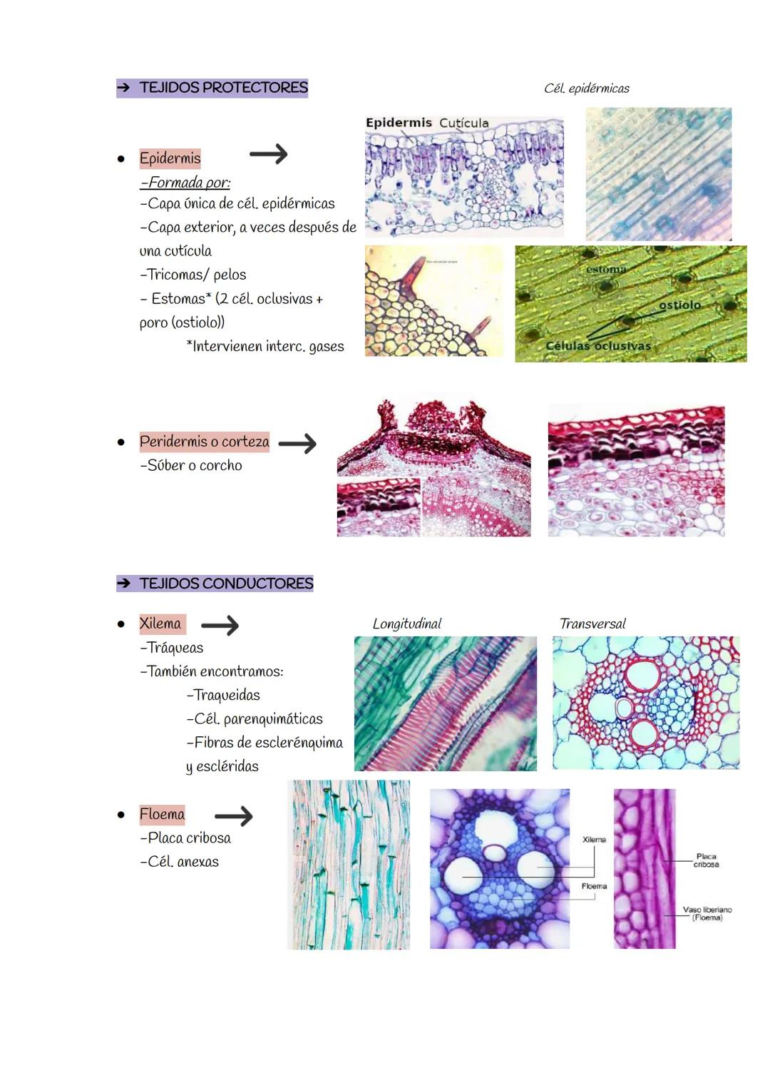 TEMA 3: HISTOLOGÍA ANIMAL Y VEGETAL
TEJIDOS VEGETALES
→ TEJIDOS MERISTEMÁTICOS
→ MERISTEMOS PRIMARIOS
• Meristemo caulinar apical
• Mer