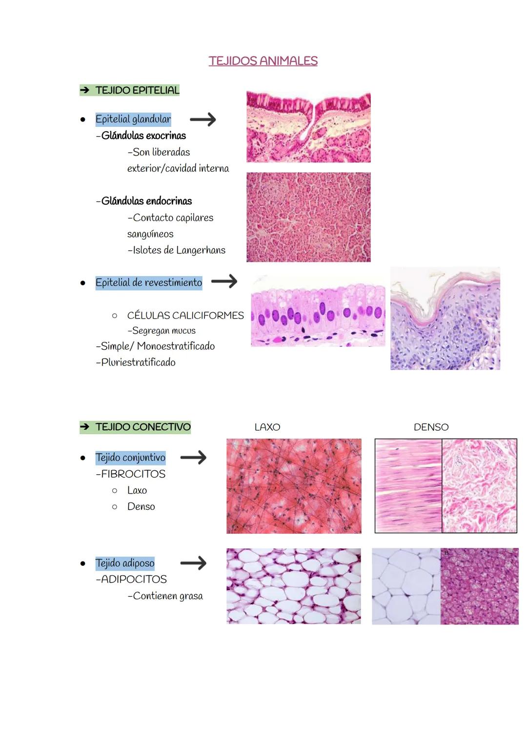 TEMA 3: HISTOLOGÍA ANIMAL Y VEGETAL
TEJIDOS VEGETALES
→ TEJIDOS MERISTEMÁTICOS
→ MERISTEMOS PRIMARIOS
• Meristemo caulinar apical
• Mer