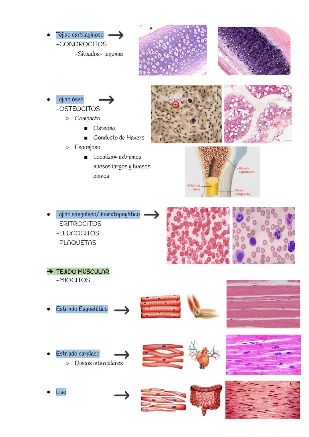 TEMA 3: HISTOLOGÍA ANIMAL Y VEGETAL
TEJIDOS VEGETALES
→ TEJIDOS MERISTEMÁTICOS
→ MERISTEMOS PRIMARIOS
• Meristemo caulinar apical
• Mer