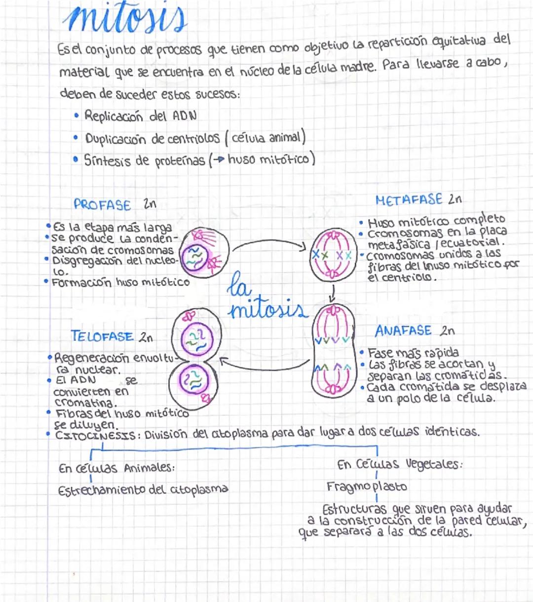 # mitosis
Es el conjunto de procesos que tienen como objetivo la repartición equitativa del
material que se encuentra en el núcleo de la cél