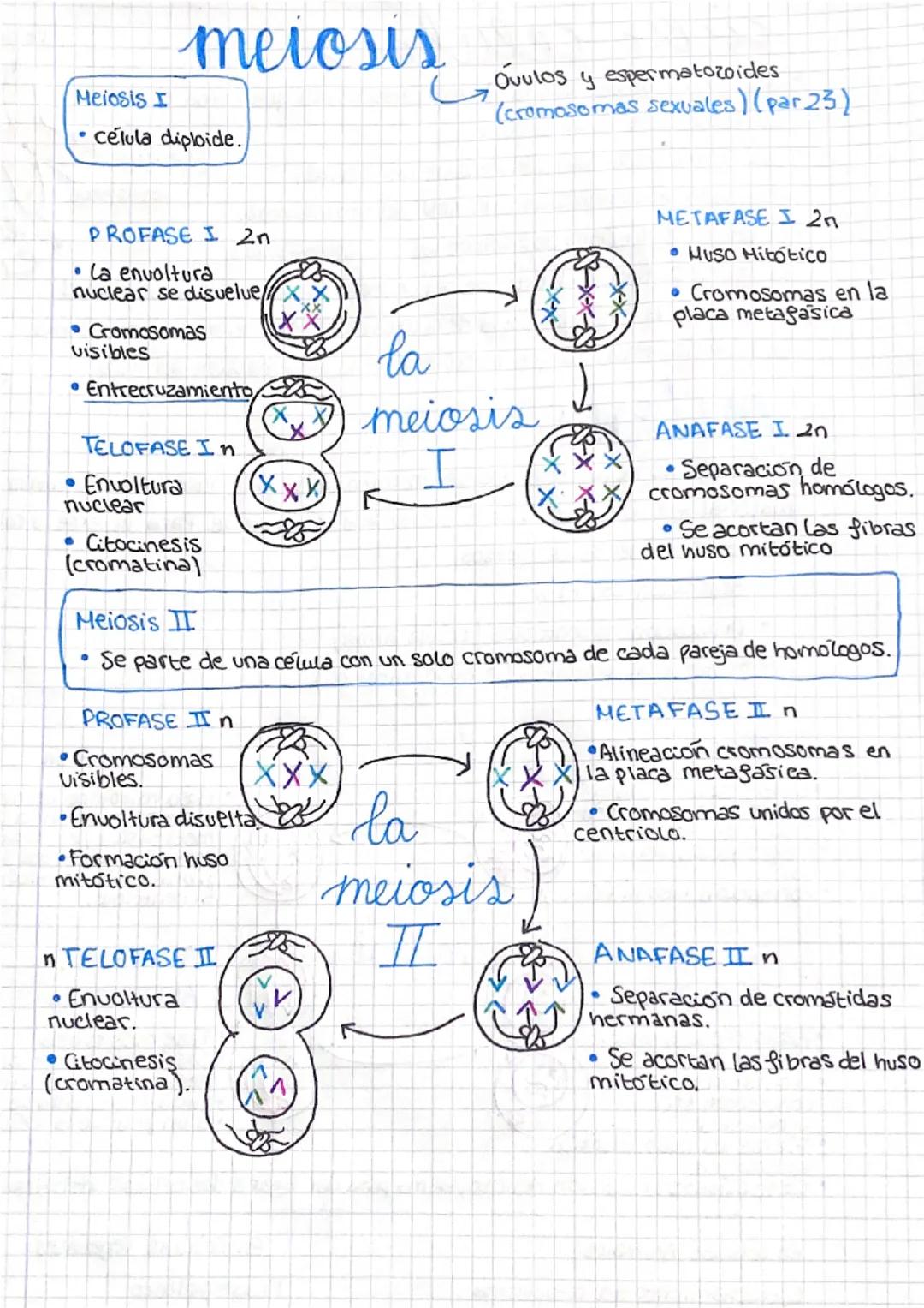 # mitosis
Es el conjunto de procesos que tienen como objetivo la repartición equitativa del
material que se encuentra en el núcleo de la cél