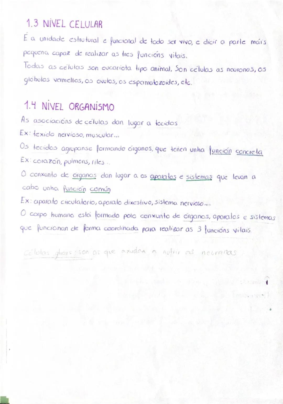 TEMA 1
A ORGANIZACIÓN DO SER HUMANO
1. NIVELES DE ORGANIZACIÓN
O ser humano está formado por materia, esta ten distintos
complexidade, nos q