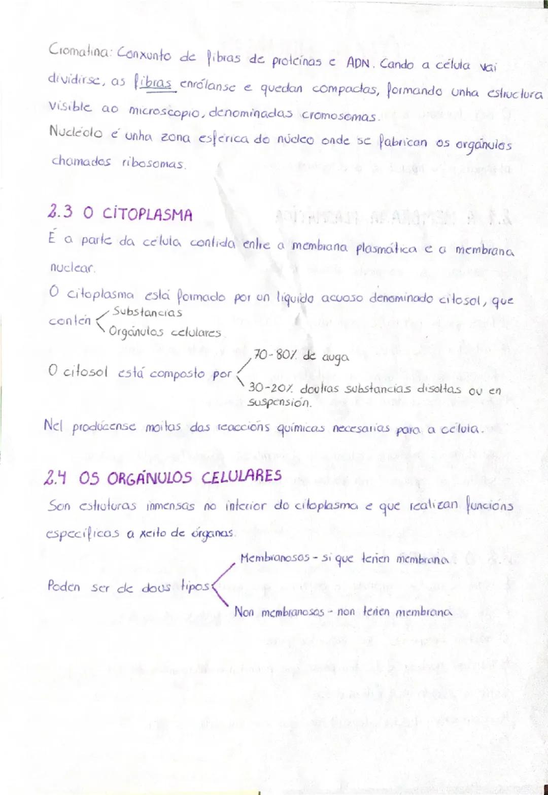TEMA 1
A ORGANIZACIÓN DO SER HUMANO
1. NIVELES DE ORGANIZACIÓN
O ser humano está formado por materia, esta ten distintos
complexidade, nos q