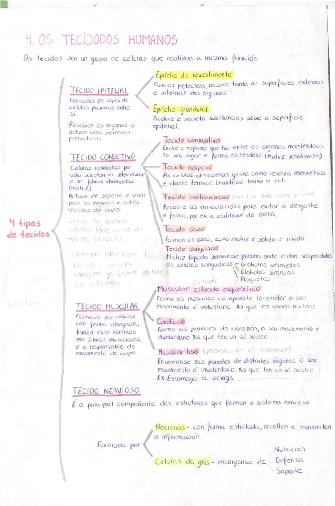TEMA 1
A ORGANIZACIÓN DO SER HUMANO
1. NIVELES DE ORGANIZACIÓN
O ser humano está formado por materia, esta ten distintos
complexidade, nos q