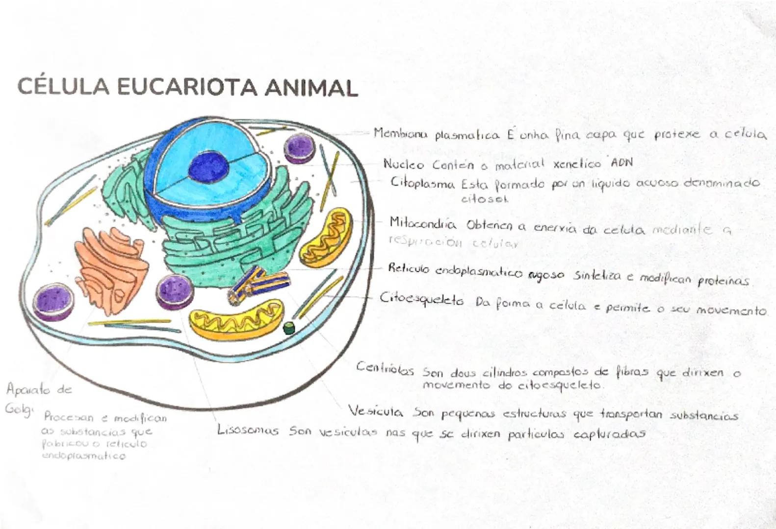TEMA 1
A ORGANIZACIÓN DO SER HUMANO
1. NIVELES DE ORGANIZACIÓN
O ser humano está formado por materia, esta ten distintos
complexidade, nos q