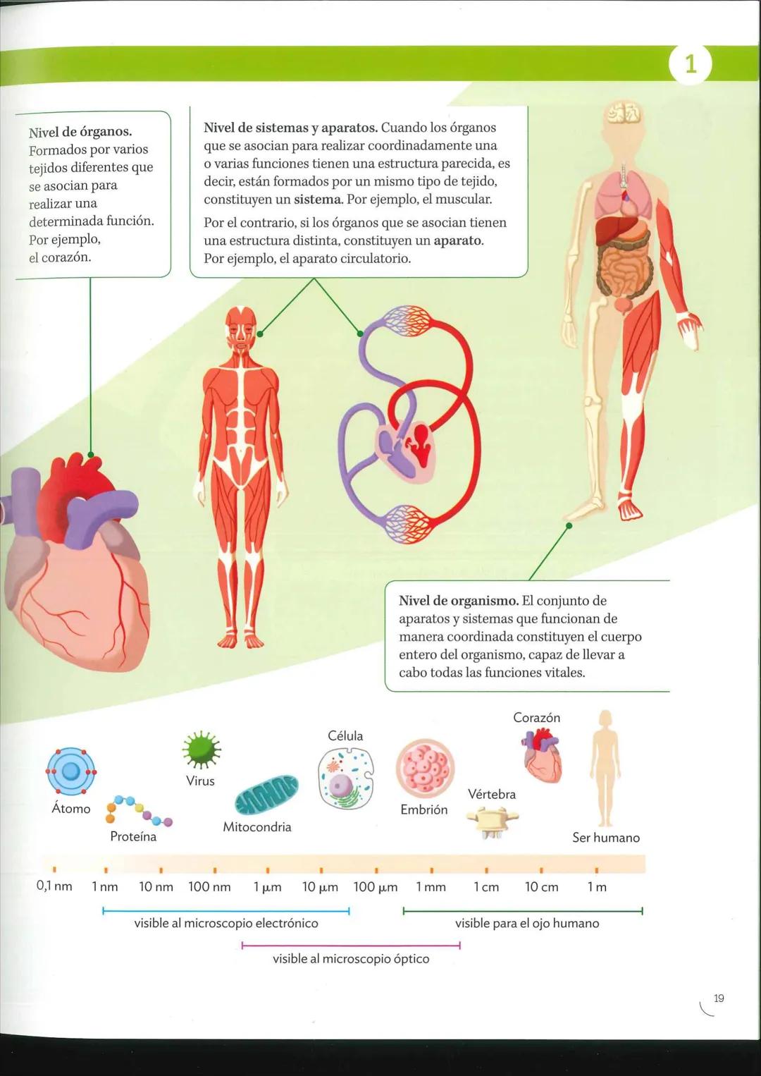 16
1
El cuerpo humano
SALUD
3 Y BIENESTAR
Un interior asombroso
Jaime ha ido de visita al Museo Nacional del Prado. Mientras
escuchaba