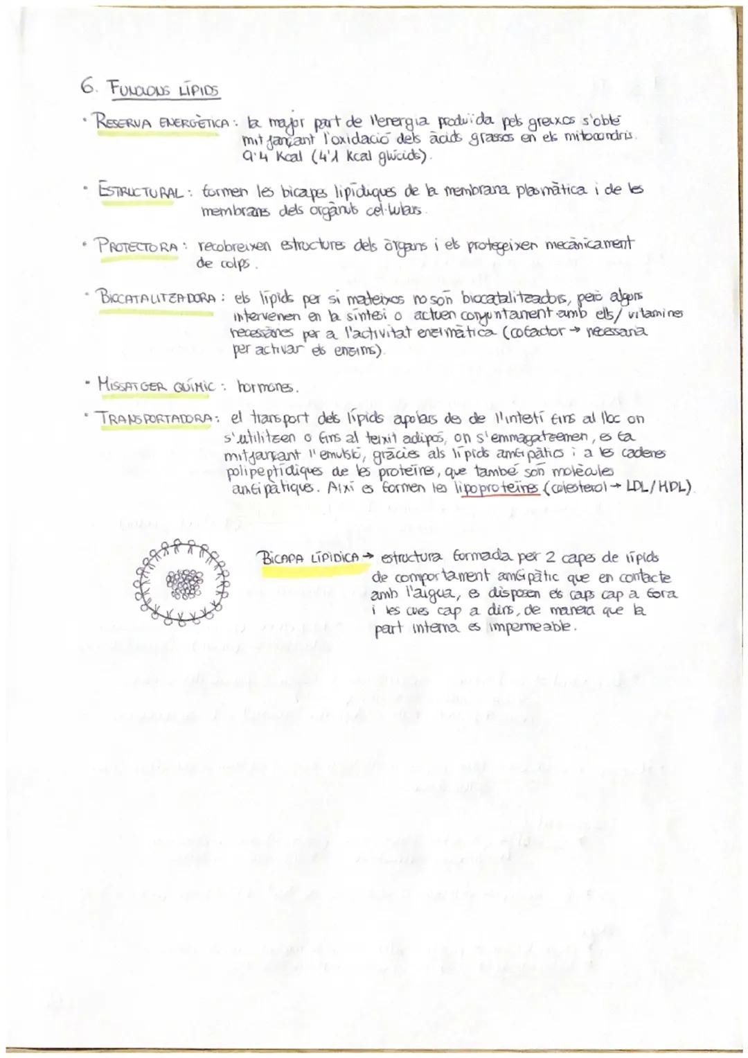 T.3.- ELS LÍPIDS
A. LIPIDS SÓN MOLÉCULES INSOLUBLES EN AIGUA
Els lipids constitueixen un grup molt heterogeni de substancies químiques, tant