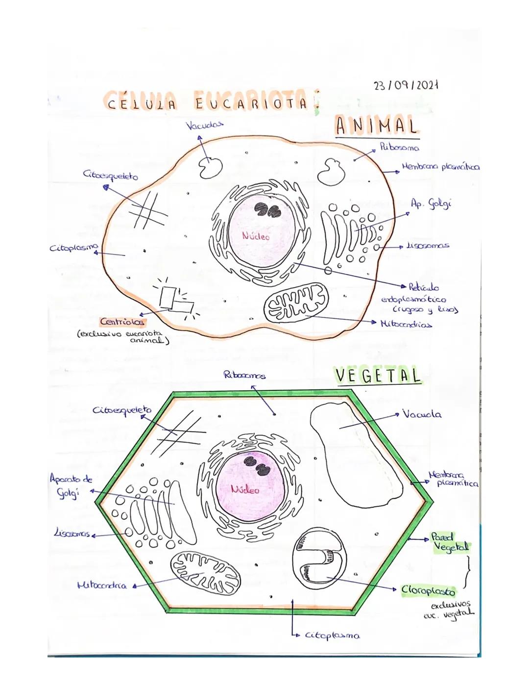 BIOLOGÍA TEMA 6
CÉLULA
●
Unidad fundamental de la vida
con vido propia
• Unidad más pequeña
Orgonismos unicelulares: A única célula realiza