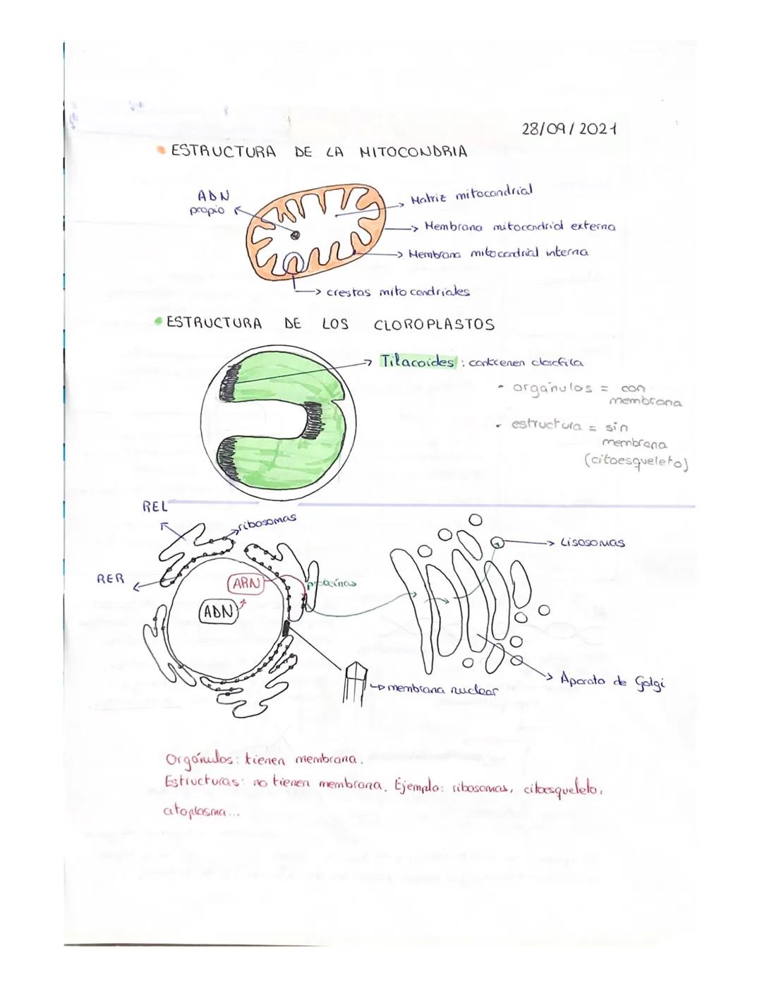 BIOLOGÍA TEMA 6
CÉLULA
●
Unidad fundamental de la vida
con vido propia
• Unidad más pequeña
Orgonismos unicelulares: A única célula realiza