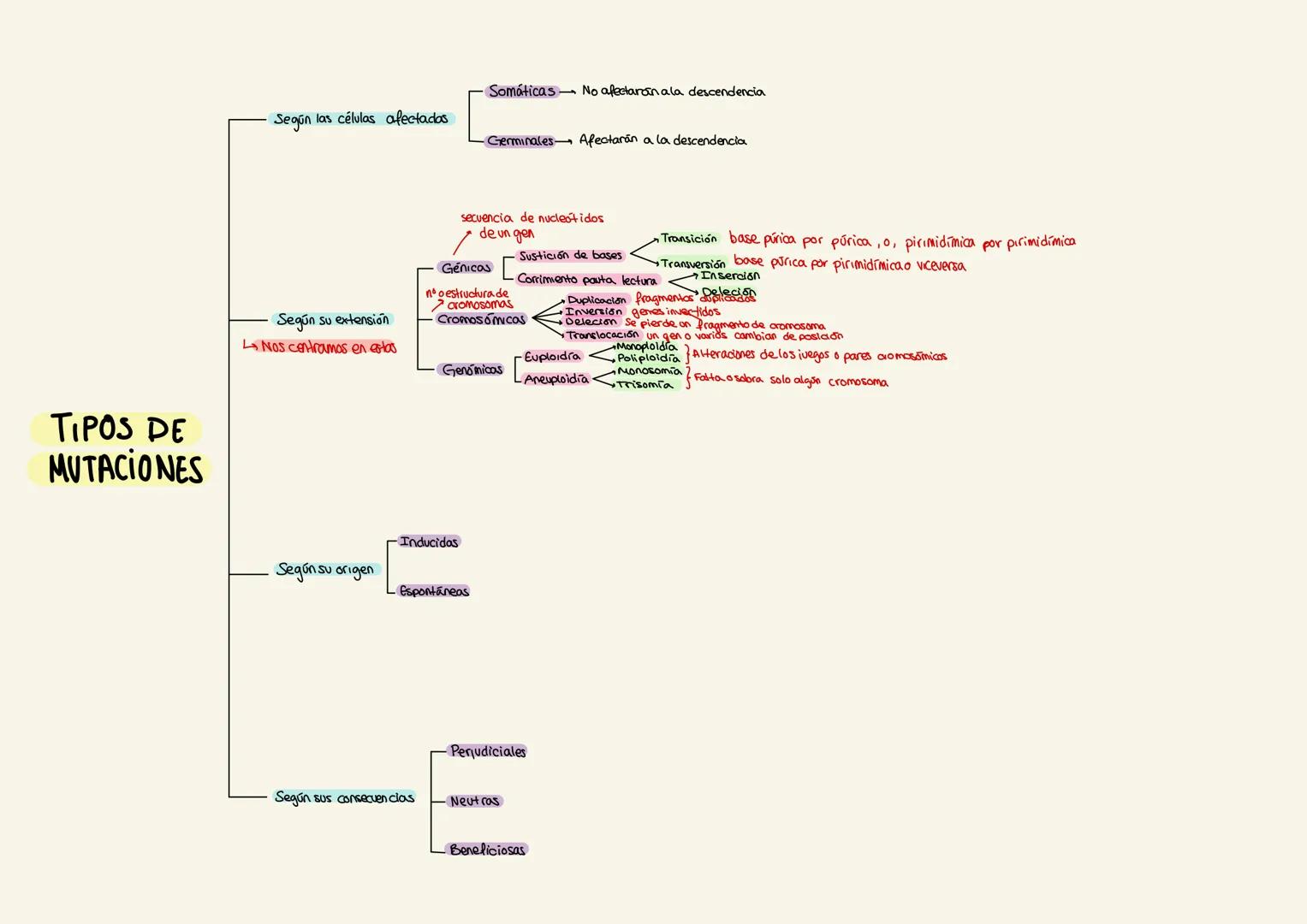 # TIPOS DE
MUTACIONES
Según las células afectadas
- Somáticas No afectarán a la descendencia
- Germinales Afectarán a la descendencia
Segú