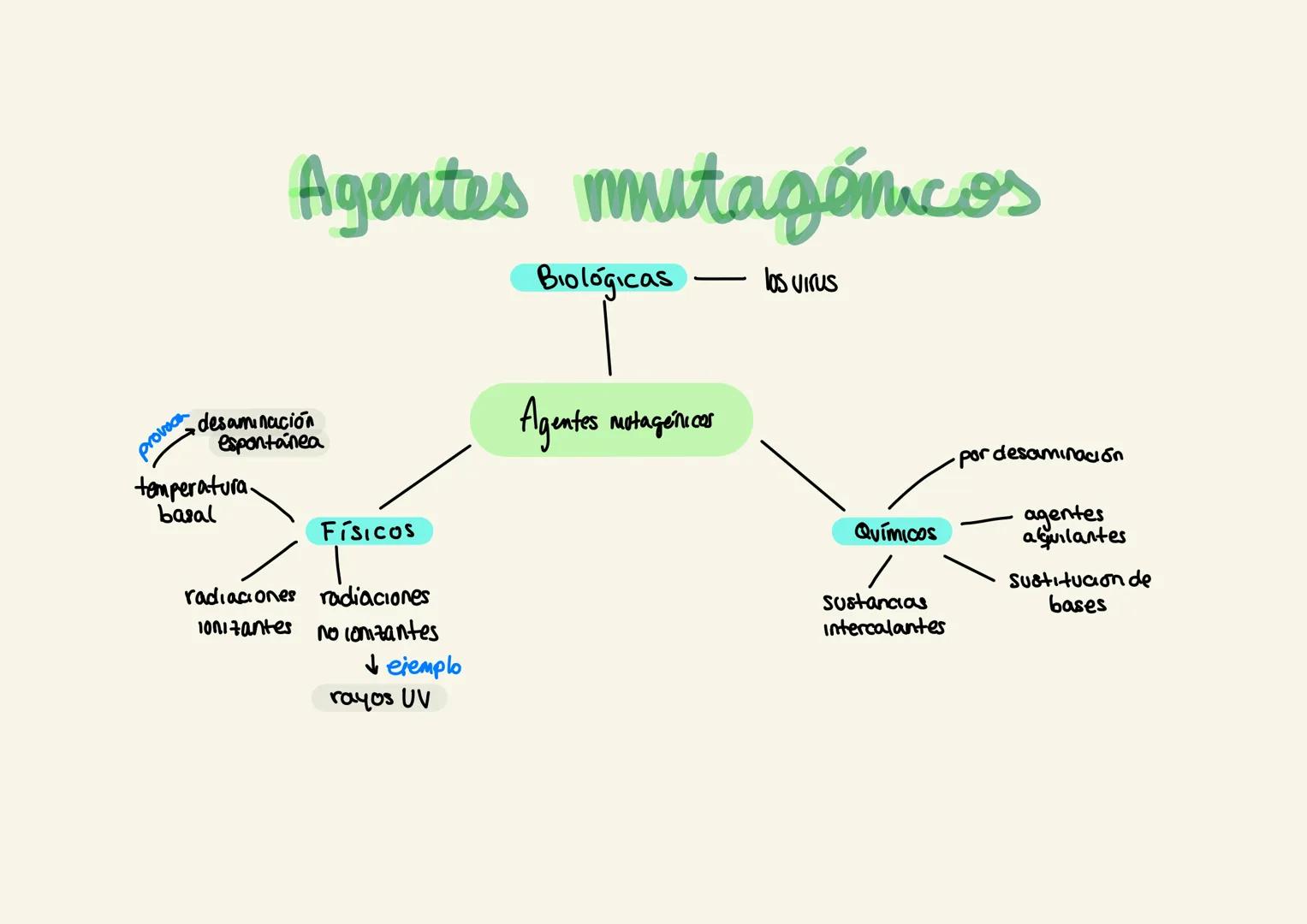 # TIPOS DE
MUTACIONES
Según las células afectadas
- Somáticas No afectarán a la descendencia
- Germinales Afectarán a la descendencia
Segú